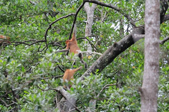 Bekantan Watching - Image 1