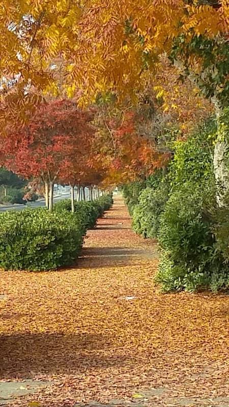 Joan Faul Park - Image 1