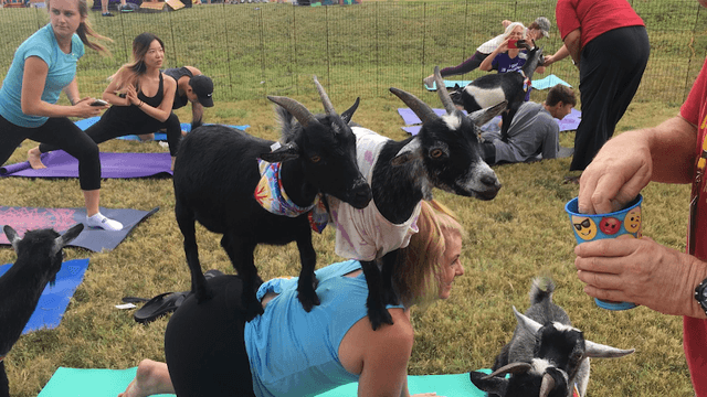 Goat Yoga DFW - Image 1