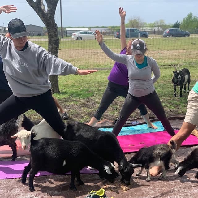 Goat Yoga DFW - Image 2