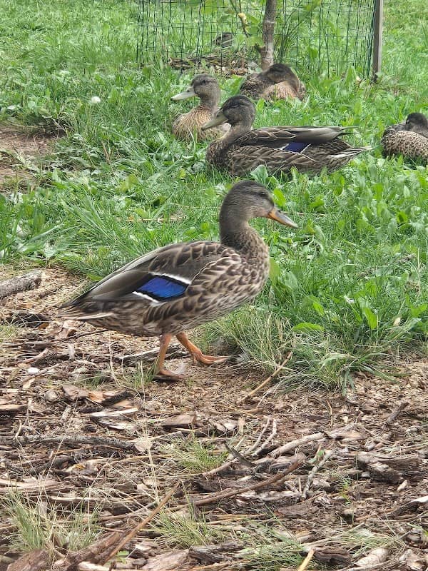 Schryver Park - Image 2