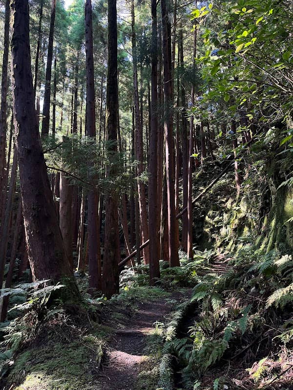Levada do Faial (end) - Image 1