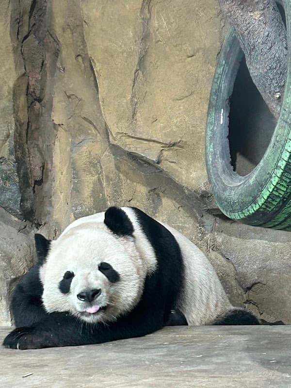 Chengdu Zoo - Image 1