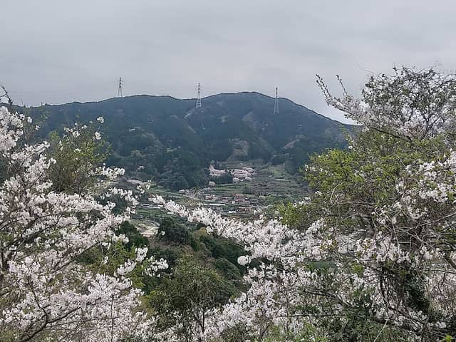 上護岳桜公園、(急斜面の桜) - Image 1
