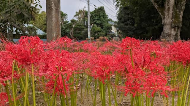 東祥寺の彼岸花 - Image 1