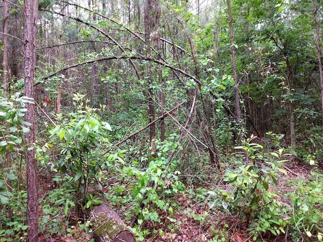 Oakhurst Nature Park - Image 2