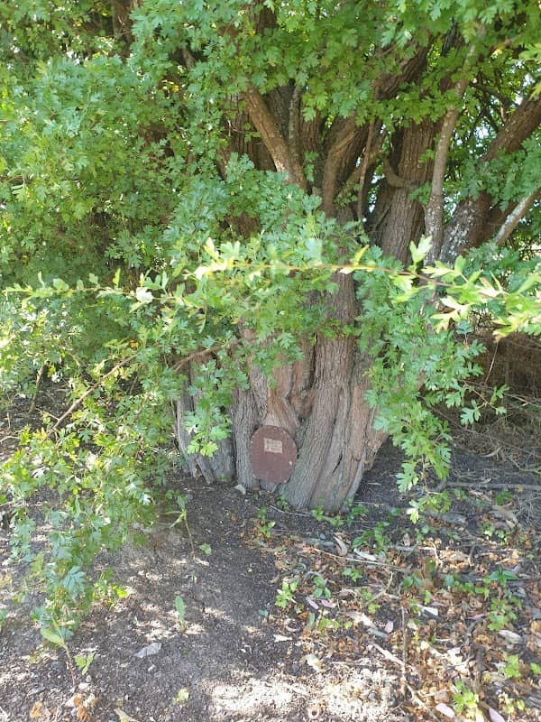 Thiele Avenue Fairy Door - Image 1