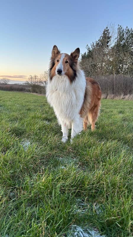 Rachel's Doggy Field - Image 2