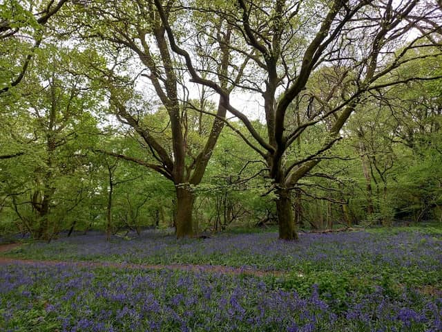 Little Hyden Woods - Image 1