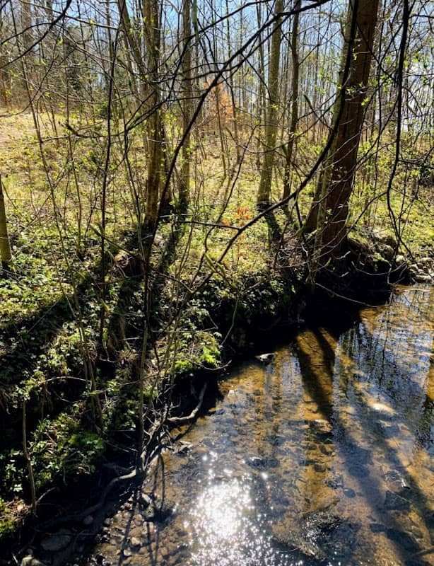 Strupeskogen - Image 1