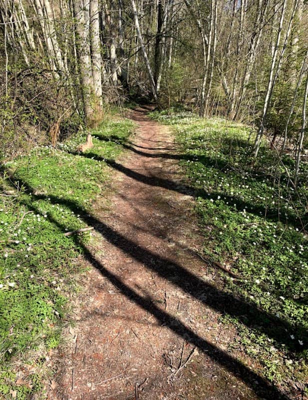 Strupeskogen - Image 2