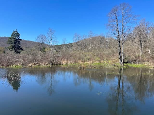 Red House Wetlands Interpretive Boardwalk - Image 2