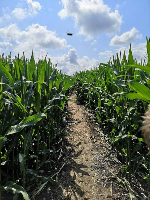 Singleton Maize Maze - Image 1
