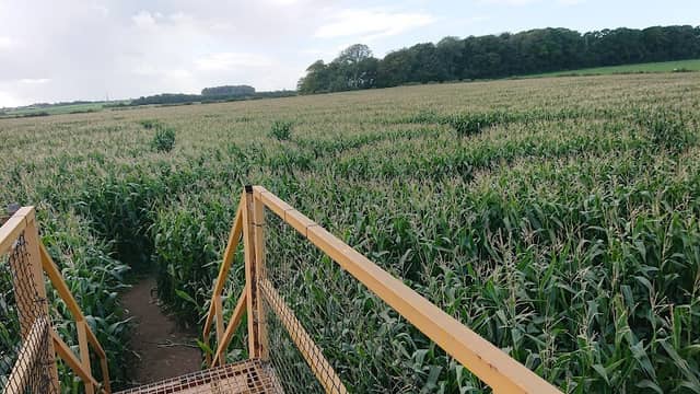 Singleton Maize Maze - Image 1