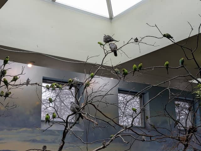 Toledo zoo Aviary - Image 1