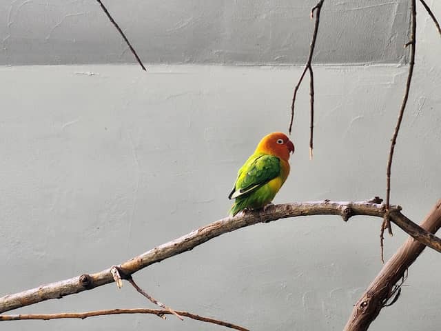 Toledo zoo Aviary - Image 2