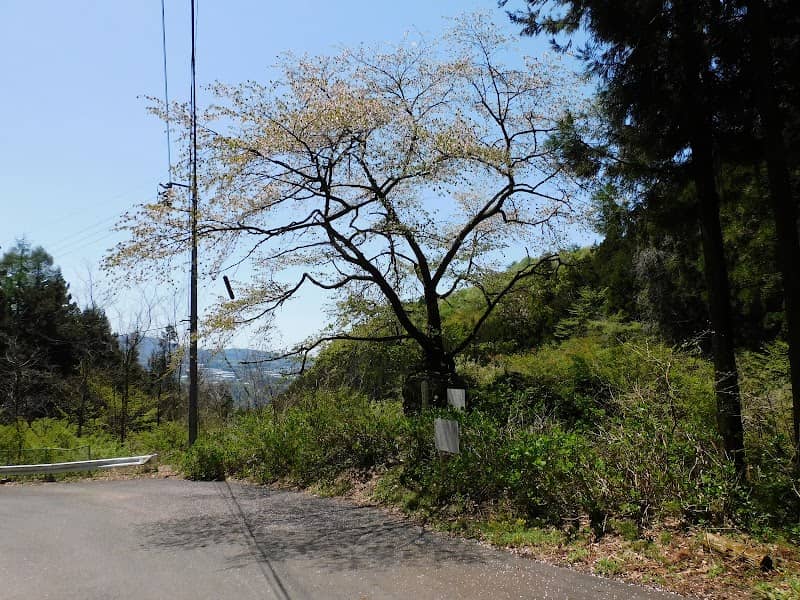 石割桜 - Image 1