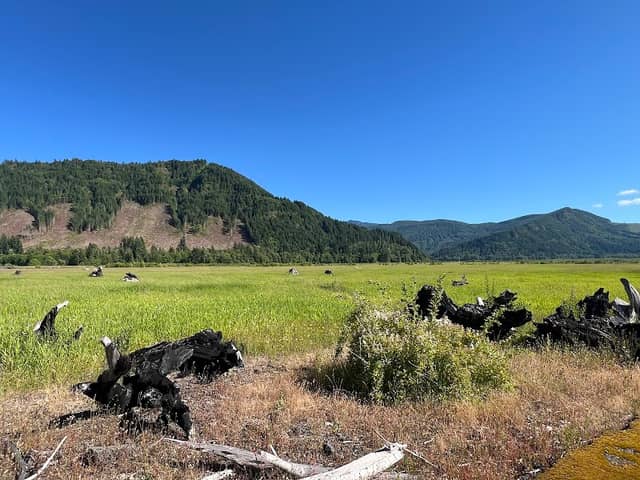 Cowlitz Wildlife Area - Kosmos Unit - Image 2