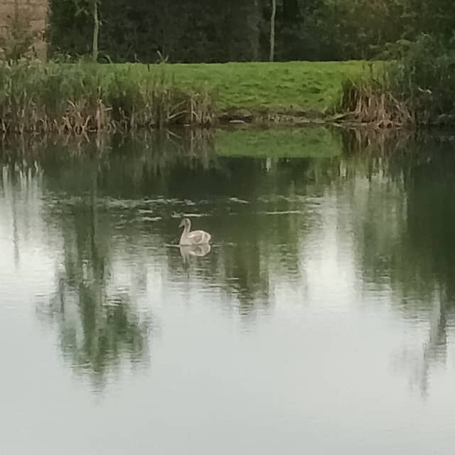 Little pond Magna Park - Image 2