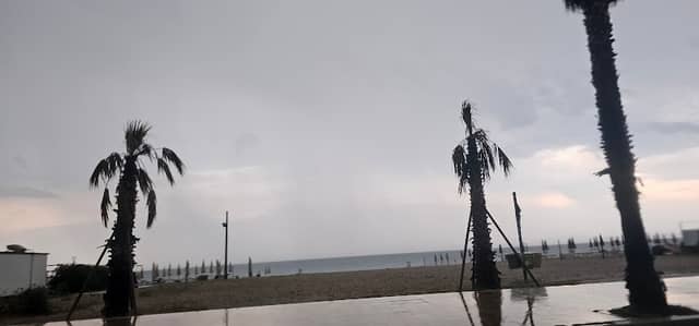 MonoBranch Palm - Image 2