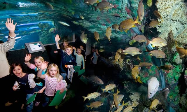 Discovery World's Reiman Aquarium - Image 1