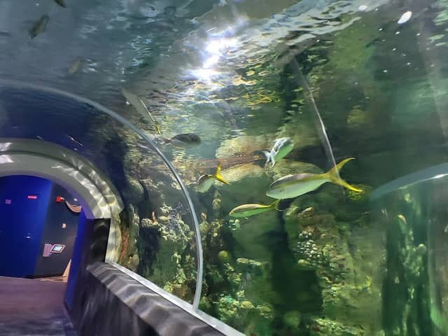 Discovery World's Reiman Aquarium - Image 3