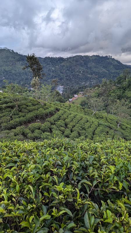 View point (tea land) - Image 1