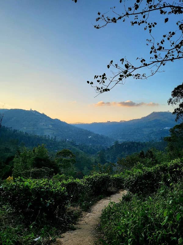 View point (tea land) - Image 3