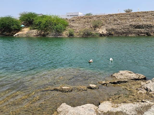 Wadi Hatta - Swan Lake - Image 1