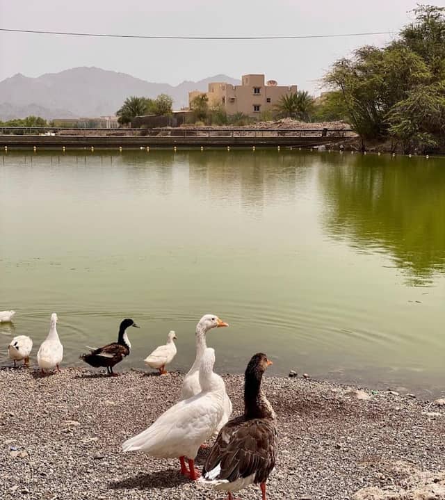 Wadi Hatta - Swan Lake - Image 3