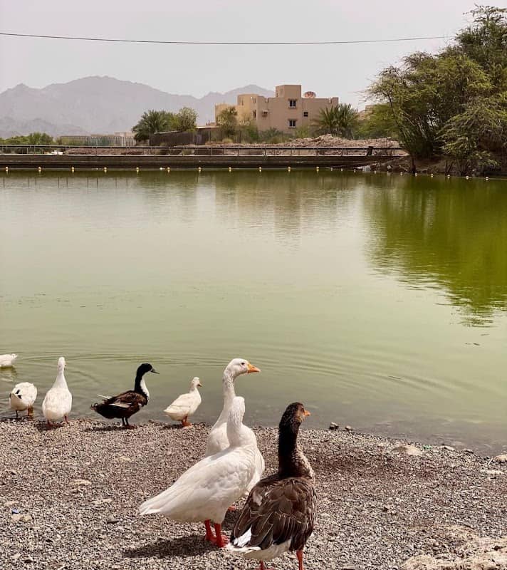 Wadi Hatta - Swan Lake - Image 3