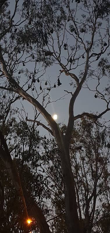Grey Headed Flying Fox Habitat - Image 2