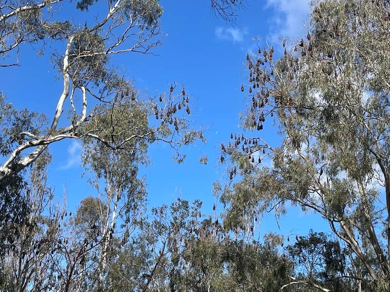 Grey Headed Flying Fox Habitat - Image 1