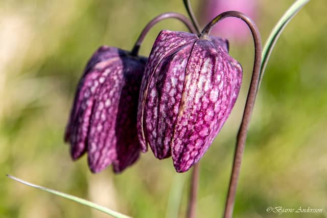 Labro Meadows - Image 1