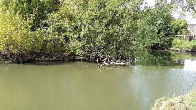 Island Pond Wood - Image 2