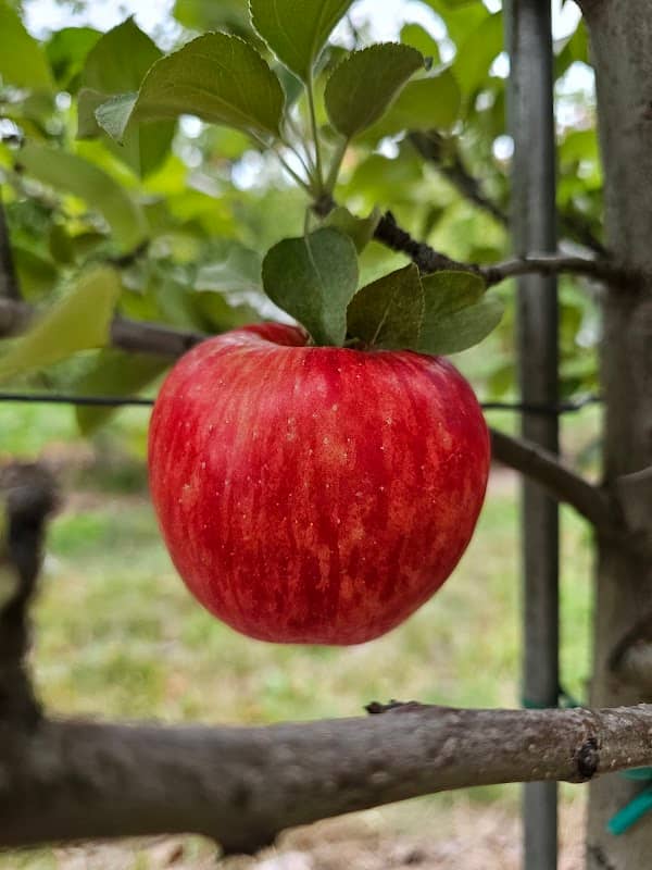 Behling Orchards - Image 1