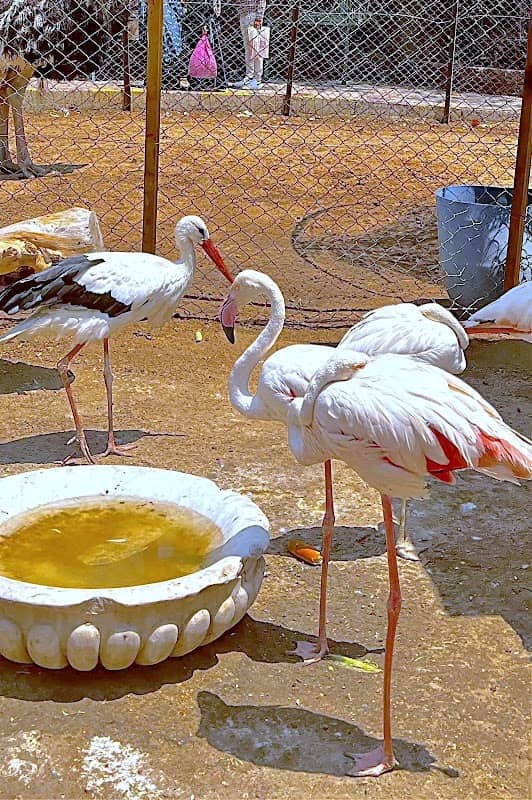 عالم الحيوان الحديقة الدولية - Image 1