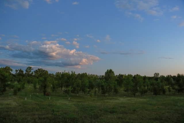 Bosco di Castenedolo - Ex cava Santa Giustina - Image 2