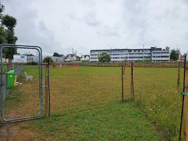 Hundewiese - Image 2