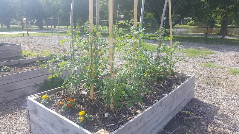 Harrisburg Community Garden - Image 2