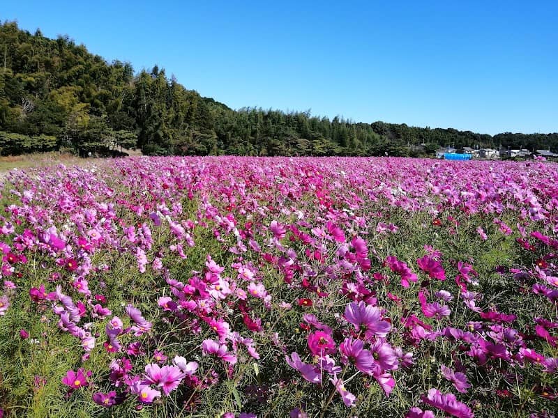Nishitomida Cosmos Farm - Image 1