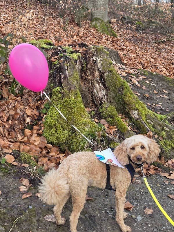 Ballonfundort - Image 1