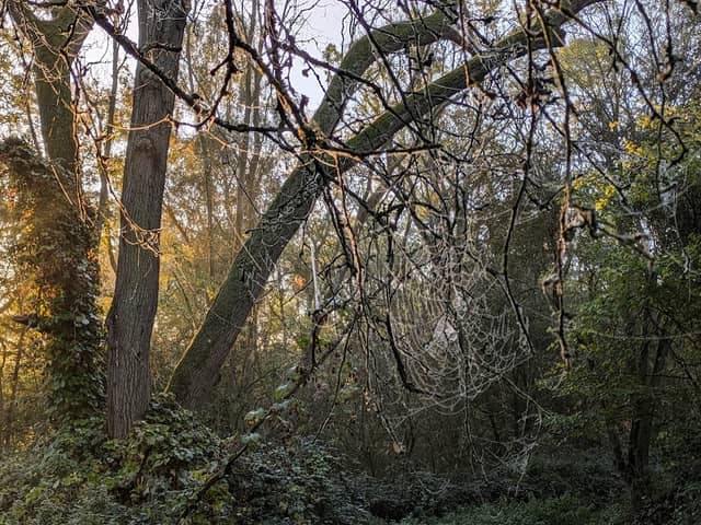 Northlands Wood Country Park - Image 2