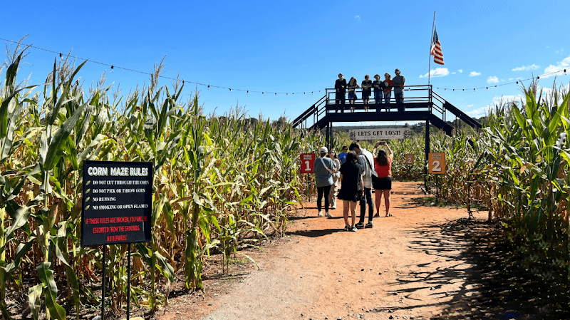 Shelby Corn Maze - Image 1