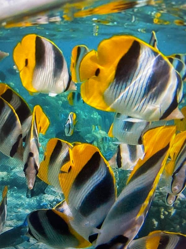 Diving - Image 2