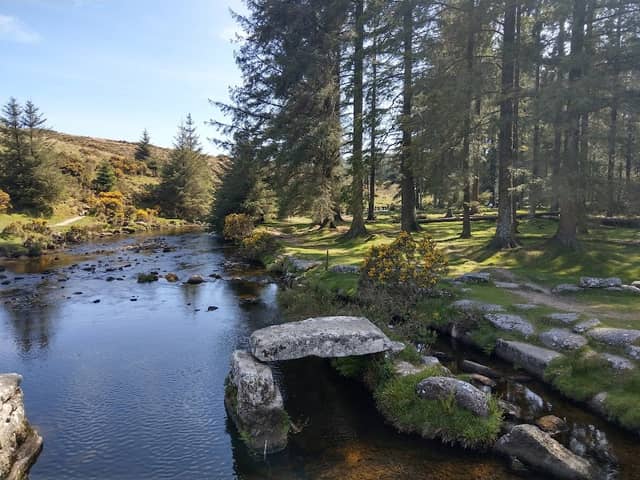 Bellever Forest - Image 1