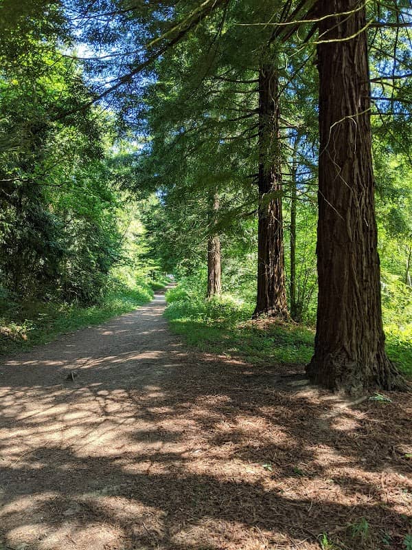 Bransland Woods - Image 2