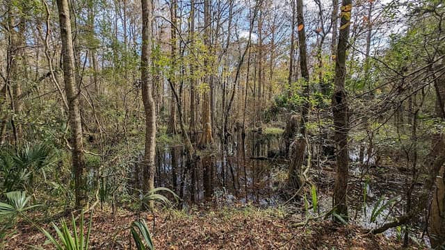 Marshall Swamp Wildlife Management Area - Image 1