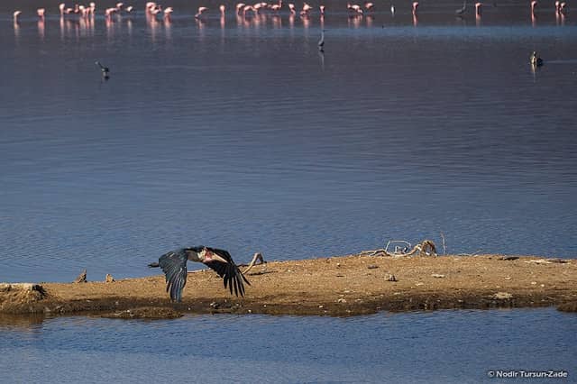 Flamingo view - Image 2