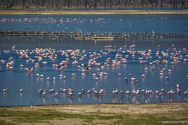 Flamingo view - Image 1